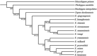 The Equus Datum and the Early Radiation of Equus in China